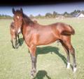 Qnock Happy